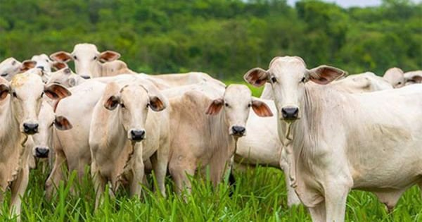 Challenge for Brazil beef market: plenty of cattle, domestic demand flat and China bargaining prices