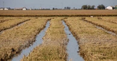 Brazil, with Mercosur partners, plans to become a global rice exporting hub