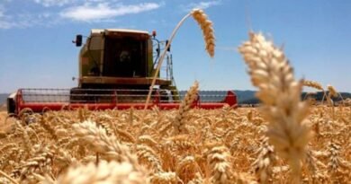 With Argentine wheat crop failing, Brazil appeals to Russian grain, but it has its problems