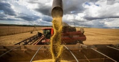 Slower Chinese demand impacts on Brazilian soybeans sales and beef prices