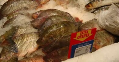 Brazilian fisheries export revenue increased 49% in nine months of 2022