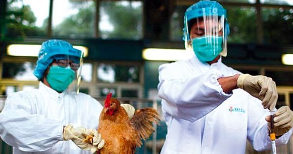 Emergency in Brazil as avian flu outbreak reported in neighboring Bolivia; poultry exports total US$ 9,7billion