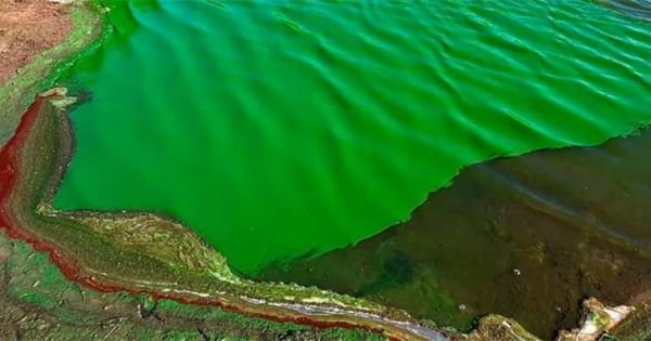 Cyanobacteria detected in Uruguayan and Argentine resorts