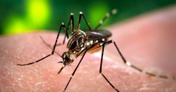 Chikungunya kills 14 in Paraguay