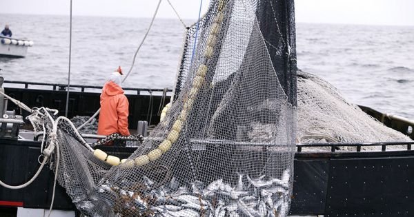 Argentine fisheries exports down 8,4% in 2022; exchange rate policy hindered sales overseas