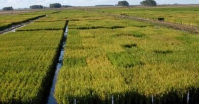 Rice an exception in drought-hit Uruguay