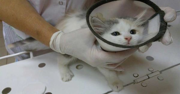 Brazil bans cosmetics testing on animals