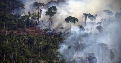 Amazon fires grip 90% of the area in first two months of 2023