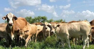 Paraguayan gov't wants no more red tape from US on beef exports