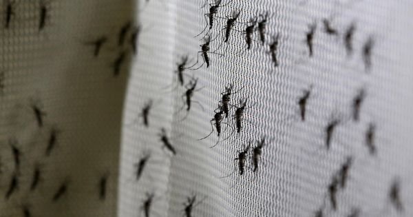 Revolutionary method to be used in Brazil against dengue