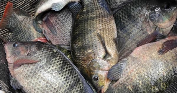 Brazilian fish exports, mainly fresh water tilapia increased 15% in 2022