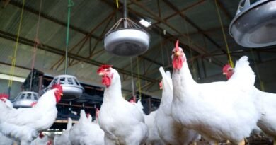 Chile reports first human case of avian influenza; Uruguay begins vaccination in commercial poultry farms