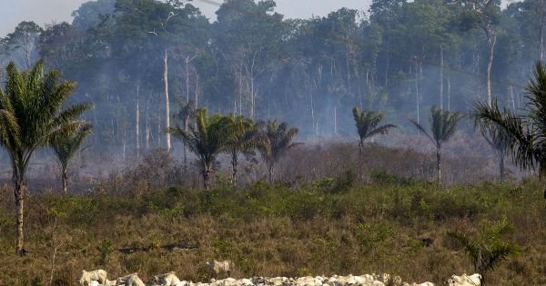 Brazilian banks will deny credit to meatpackers that buy cattle from deforested areas