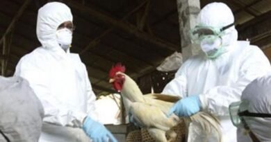 Uruguay starts vaccinating poultry against avian flu