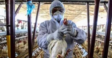 Brazil declares bird flu emergency