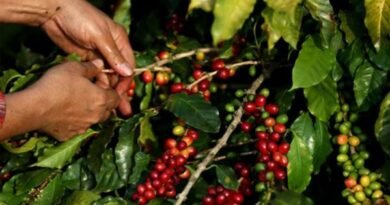 Brazilian coffee exports fall 10.3% in April