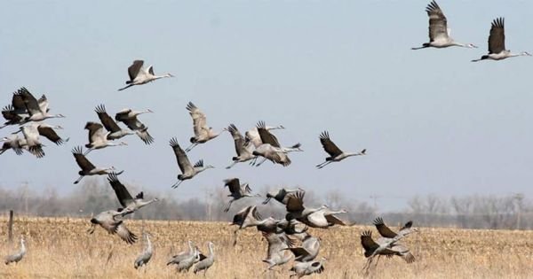 Paraguay confirms 3 outbreaks of bird flu - could be more