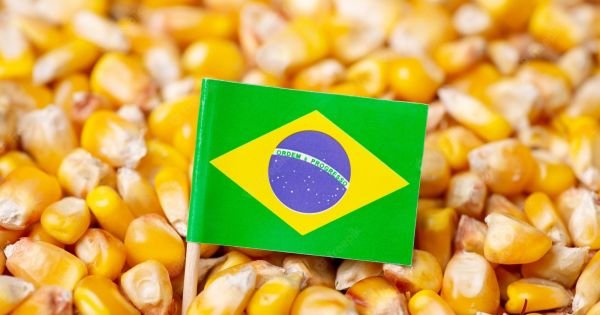 Brazil expects a record second crop of corn, some 102,4 million tons