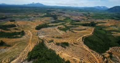 Produce from deforested areas banned from EU, beginning 2025