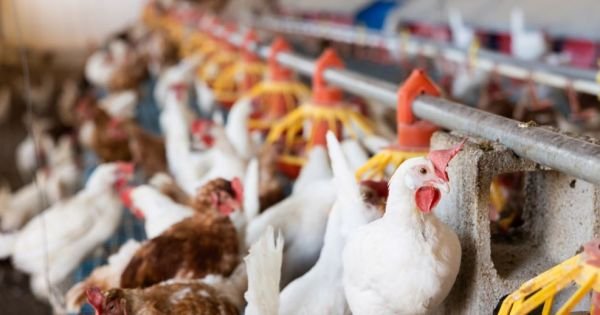 Brazil reports first case of avian flu in farm bird