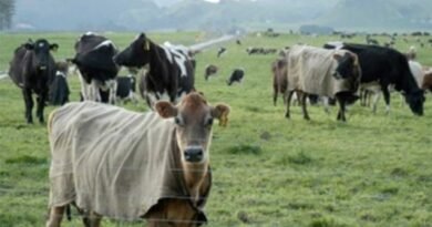 3,000 cattle die of hypothermia in Brazil, claim Matto Grosso do sul Veterinarians