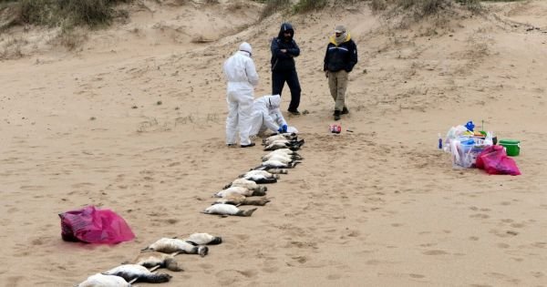 Dead penguins found on Uruguayan beaches