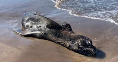 Three more sea lions confirmed to have died of bird flu