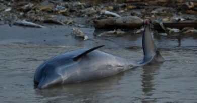 Severe drought and warm waters killing dolphins in the Amazon river basin