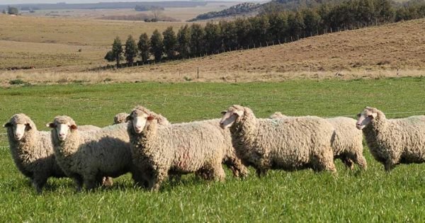 Poor performance of Uruguay's ovine sector, hit by low international prices