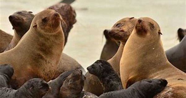 Avian Flu: Uruguay admits burying 400 sea lions; but a similar number tested positive