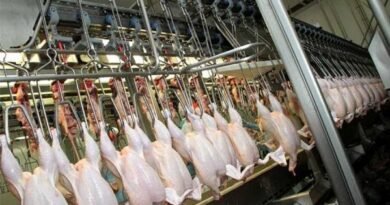 Brazil to become world's leading chicken meat exporter in 2024