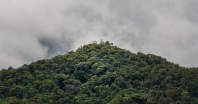 Drop in deforestation of Brazilian Amazon reported