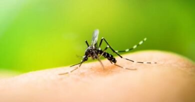 Dengue kills man in Argentine province of Corrientes