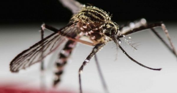 Dengue: Paraguayan authorities ready despite surge in number of cases