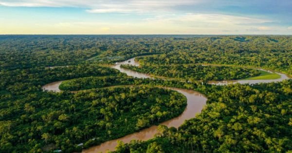 Significant drop in Amazon deforestation reported in Brazil