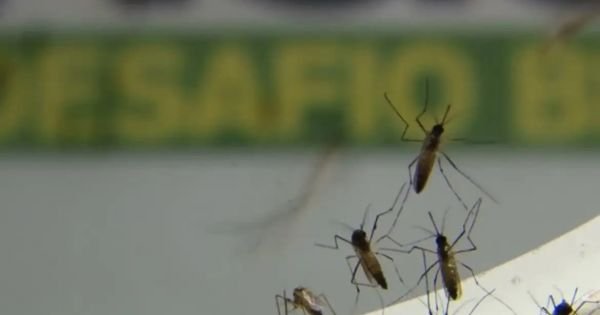 Dengue emergency reported in Rio de Janeiro