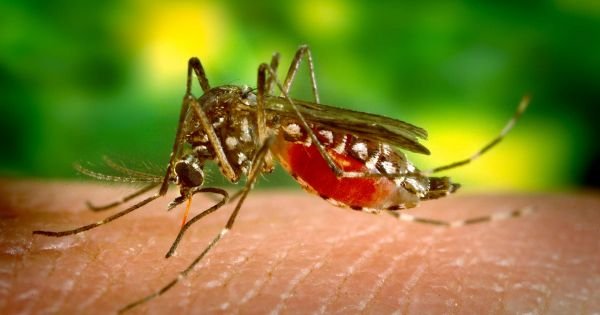 Brazil surpasses 1 million probable cases of dengue this year