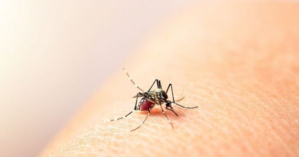 Brazil: Over 5,000 deaths from dengue fever reported in 2024